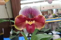 paph.Cuban Boys×Sylvan Vale‘Oriental Ruby’