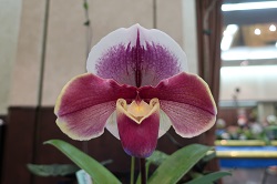 paph.Sandalwood×Hamana Anne‘Rurico’