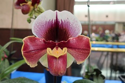 paph.Nupurubet×California Girl‘Saga’