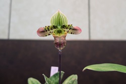 paph.venustum