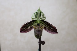 paph.wardii‘Rin’