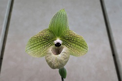 paph.malipoense‘Green Apricot’