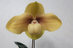 paph.hangianum 'Jun'