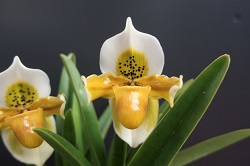 paph.exul 'Natsuyo'