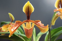 paph.villosum 'Kamira'