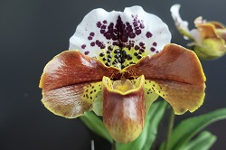 paph.Millennium