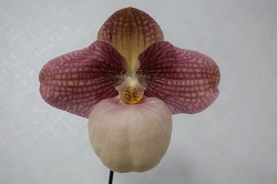 paph.** '*'