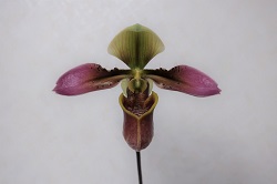 paph.hainanense 'Ruriko'