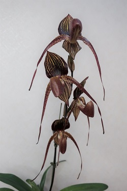 paph.Wossner Black Wings 'Mustache'