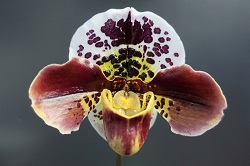 paph.Millennium×Lancer 'Ebony Dot'