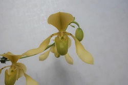 paph.lowii 'Moon Light'