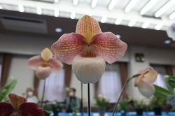 paph.Liberty Taiwan