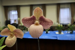 paph.Liberty Taiwan