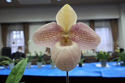 paph.Liberty Taiwan