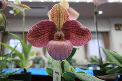 paph.Liberty Taiwan