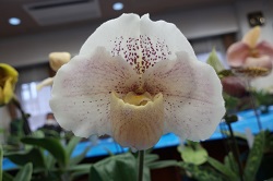 paph.No data