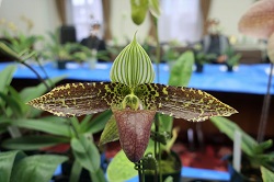 paph.sukhakulii