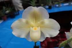 paph.Shirokane