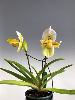 paph.exul'Cape Rock'AM/KPG