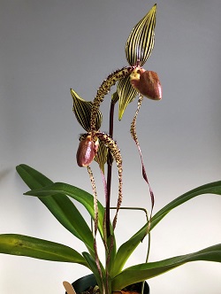 paph.Prince Edward of York'Shally'