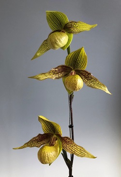 paph.Harold Koopowitz