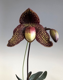 paph.Hung Sheng Tango'Oku's Queen'