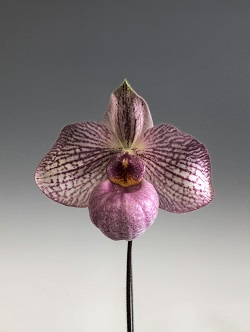 paph.Carolyn Bucher'Psalm'