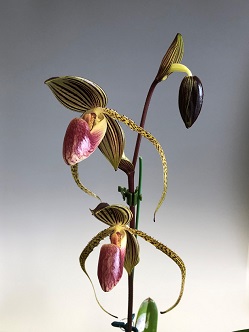 paph.Hung Sheng Eagle