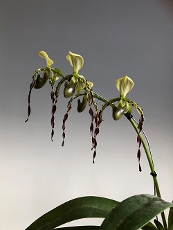 paph.parishii