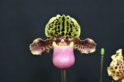 paph.henryanum 'Yorozu'