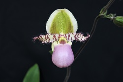 paph.liemianum