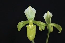 paph.tonsum f. album