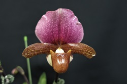 paph.charlesworthii 'Yorozu'