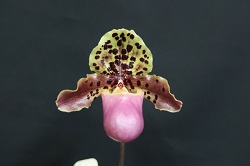 paph.henryanum
