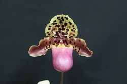 paph.henryanum