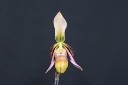 paph.sangii