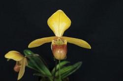 paph.helenae