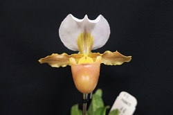 paph.barbigerum