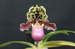 paph.henryanum