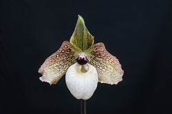 paph.Fanaticum 'Haru'