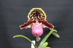 paph.henryanum 'Live'