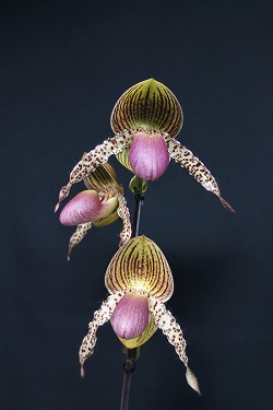 paph.Caroline Hands 'Psalm'