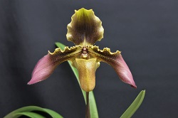 paph. hirsutissimum 'Satan'