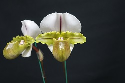 paph.spicerianum 'Yashima'