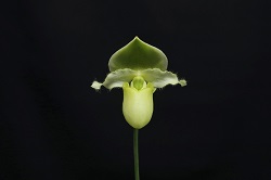 paph.Nike’s Sunny Delight 'Hoju'