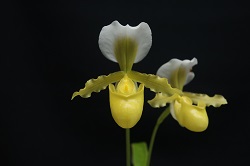 paph.barbigerum fma. aureum 'Saga'