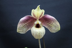 paph.Memoria Larry Heuer