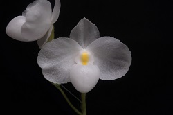 paph.delenatii fma. album