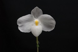 paph.delenatii fma. album