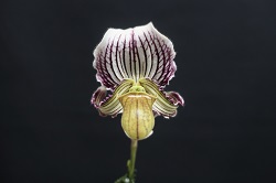 paph.fairrieanum